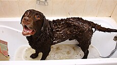 Pokud si v pes odnkud pinese blechy, pomle koupel a antiparazitrn...