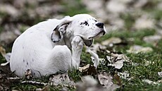 S podzimem bohužel nepřichází konec parazitů. Blechy jsou aktivní celoročně,... S podzimem bohužel nepřichází konec parazitů. Blechy jsou aktivní celoročně,...