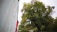 Soud se přiklonil na stranu pardubického sdružení Chráníme stromy. Soud se přiklonil na stranu pardubického sdružení Chráníme stromy.