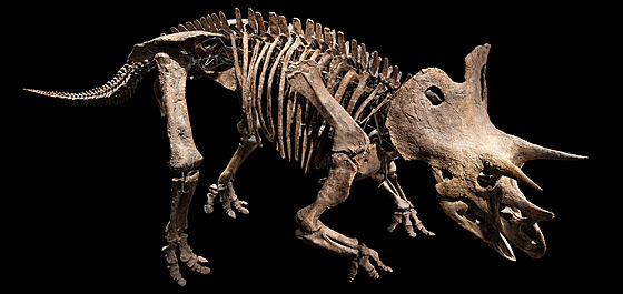 Toto je triceratops Trik. Podle paleontologa tpána Píchy z Dinosauria Museum...