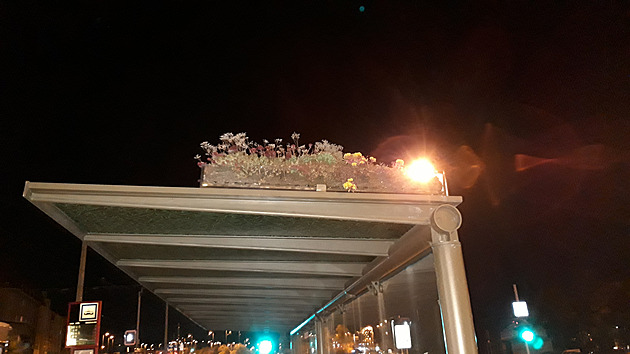 <p>Na Hradčanské má tramvajová čekárna záhon.</p>