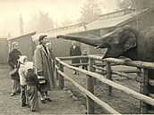 První slon indický Pepík v roce 1959, jedna z legend Zoo Ostrava. První slon indický Pepík v roce 1959, jedna z legend Zoo Ostrava.