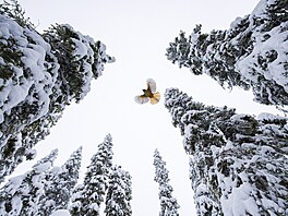 Lasse Kurkela zachytil sojku zlovstnou u korun zasnených strom ve Finsku.