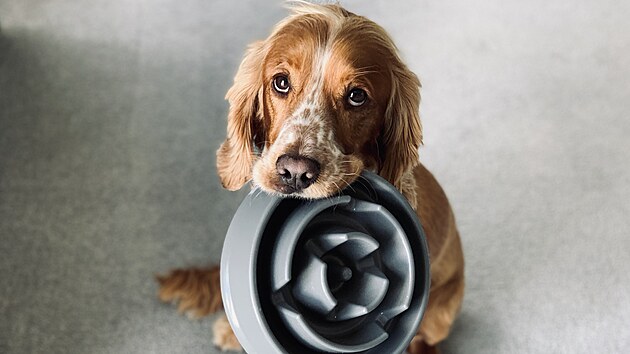 Pokud v pes vechno hlt a krmivo nekoue, poite mu speciln misku, kter mu to nedovol.