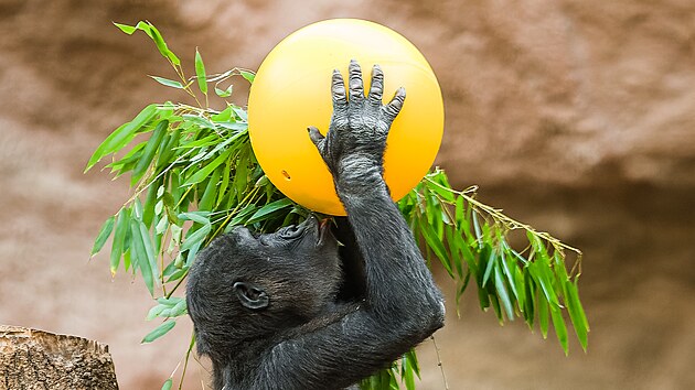 Ajabu si užívá oříšky, které se mu postupně daří vytřepat z děravého míče.