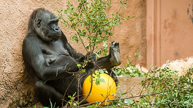 Hodující Kijivu, matka Nurua a Kiburiho. A Moji, která už založila ve španělském Cabárcenu vlastní rodinu.