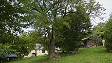 Oskeruše (vepředu) je největší ovocný strom ve střední Evropě. Pálenka z jeho... Oskeruše (vepředu) je největší ovocný strom ve střední Evropě. Pálenka z jeho...