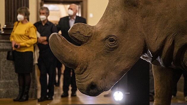 V historick budov Nrodnho muzea v Praze si mohli nvtvnci a do konce roku prohldnout  severnho blho nosoroce, kter byl poslednm samcem svho druhu na cel planet. (4. listopadu 2021)