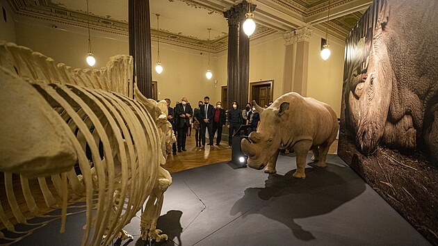 V historick budov Nrodnho muzea v Praze si mohli nvtvnci a do konce roku prohldnout  severnho blho nosoroce, kter byl poslednm samcem svho druhu na cel planet. (4. listopadu 2021)