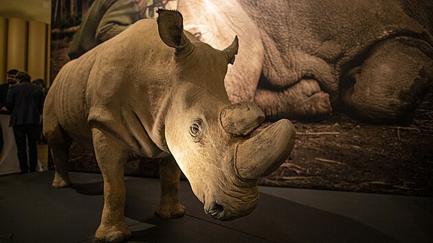 V historick budov Nrodnho muzea v Praze si mohli nvtvnci a do konce roku prohldnout  severnho blho nosoroce, kter byl poslednm samcem svho druhu na cel planet. (4.11.2021)