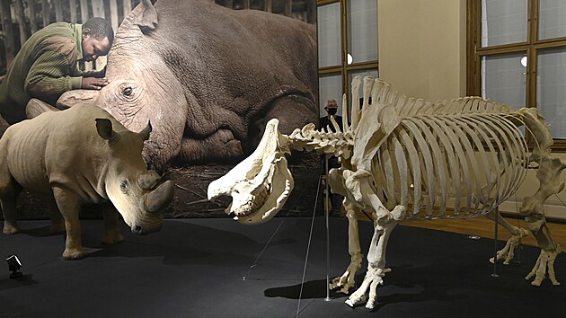 S nosorocem Sudnem stoj v muzeu tak kostra samice Nabir, kter v evropsk zoo uhynulo v roce 2015. (4.11.2021)