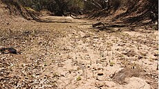 Australská eka Cooper Creek je známá díky objevné expedici Burkeho a Willse....