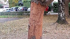 Poškozená líska turecká. Poškozená líska turecká.