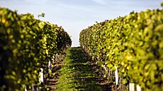 Vina disponuje a 500 hektary vlastních vinic.