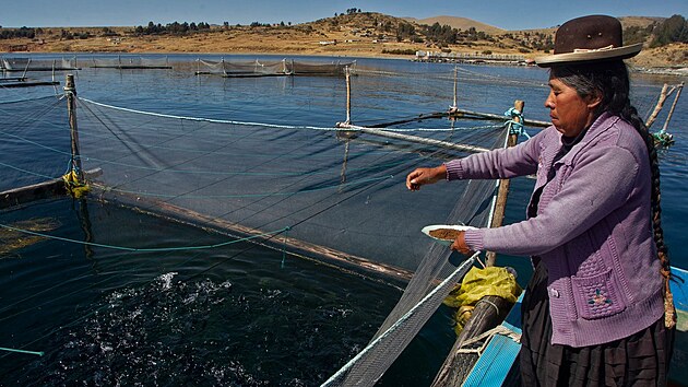 Zenobia Rodriguezov krm pstruhy na sv farm v jezee Titicaca. (10. z 2021).