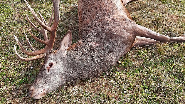 Lesy R vypsaly odmnu 200 tisc korun za informace vedouc k dopaden pytlka, kter v oboe u Mikulova zastelil mimo jin tohoto mladho jelena.