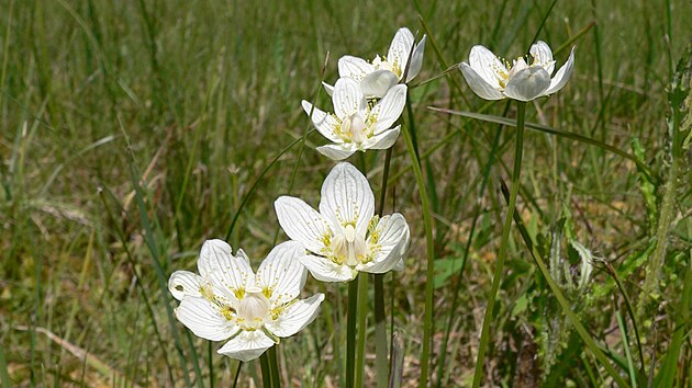 Tolije bahenní je silně ohroženı druh. Květ této rostliny má ve znaku i Chráněná krajinná oblast Žďárské vrchy.