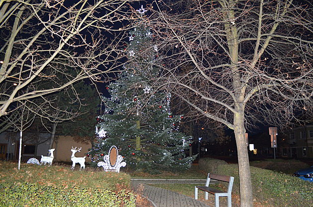 <p>Od železné adventní neděle září u letňanské radnice hlavní vánoční strom. Není však sám, kolem něho stojí několik nasvícených ozdob. K symbolu Vánoc před radnicí Městské části Praha 18 se váže jedna zvláštnost. Vyšlechtěný smrk s nádechem do stříbrna t