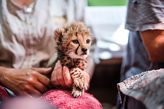 Mlád geparda zachránné ped paeráky u je nyní v bezpeí Fondu na ochranu...