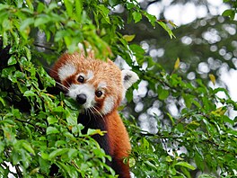 Panda červená v olomoucké zoo