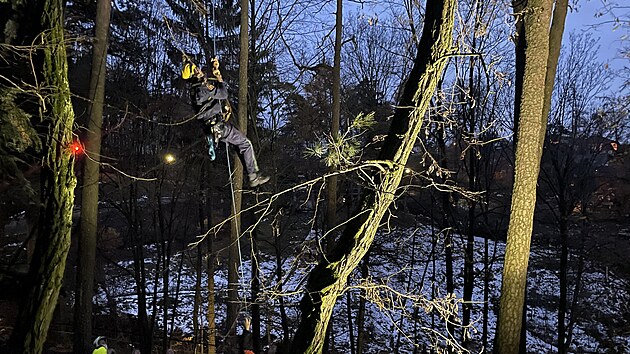 Gerard utekl do vıběhu kamzíků, kde se uvelebil na vysokém stromě. Dolů ho museli dostat hasiči.