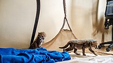 Mláata gepard zachránná ped paeráky si hrají v bezpeí Fondu na ochranu...