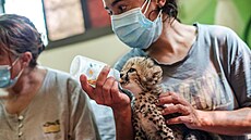 Mláata gepard zachránná ped paeráky u jsou nyní v bezpeí Fondu na...