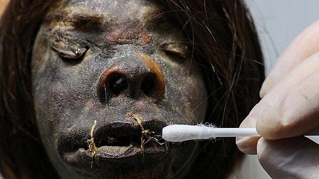 Turet specialist zkoumaj scvrkl hlavy, kter se objevily mezi zadrenmi paovmi artefakty. Zejm pat amazonskmu kmenu Jvaro. (18. prosince 2021)