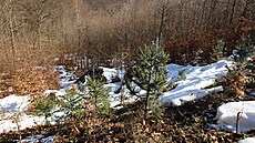 Nepůvodní dřeviny na svazích Krušných hor nad Horním Jiřetínem. Nepůvodní dřeviny na svazích Krušných hor nad Horním Jiřetínem.