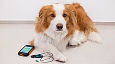 EKG záznamník z Mezinárodního centra pro telemedicínu v Brně zaznamenává... EKG záznamník z Mezinárodního centra pro telemedicínu v Brně zaznamenává...