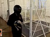 Ošetřovatel vrací očipovaného pelikána rodičům Ošetřovatel vrací očipovaného pelikána rodičům