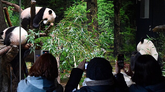 Nvtvnci tokijsk zoo si fotografuj nov pand mlata (12. ledna 2022)