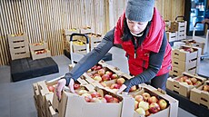 S prodejem jablek přes obchodní řetězce nepočítají v Sadech Nebílovy u Plzně.... S prodejem jablek přes obchodní řetězce nepočítají v Sadech Nebílovy u Plzně....
