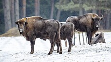 Z bývalého vojenského prostoru v Ralsku je dnes obora s největším stádem na... Z bývalého vojenského prostoru v Ralsku je dnes obora s největším stádem na...