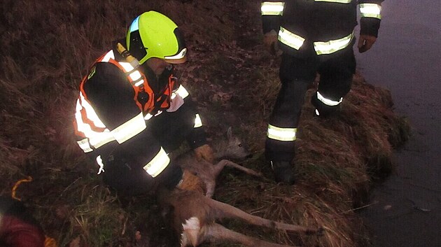 Srně, která uvázla uprostřed rybníka u Domažlic, pomáhali na svobodu hasiči ve člunu.