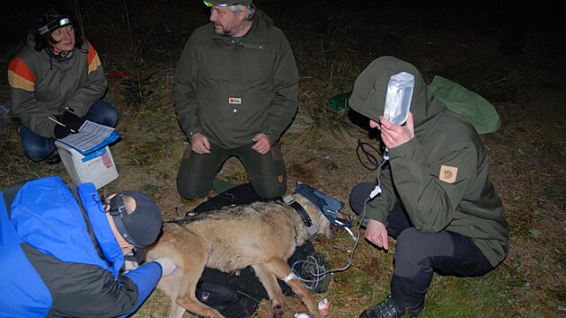 Odchycení a obojkování vlka není jednoduché.