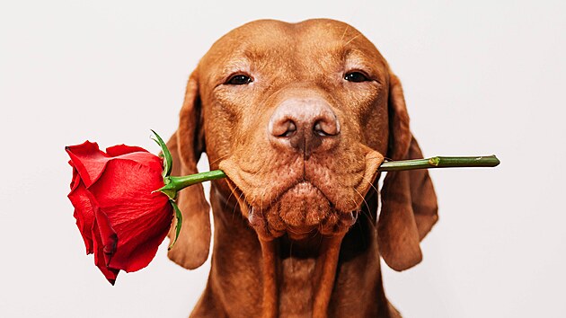 ilustrační snímek