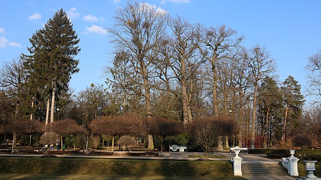 V Přerově a jeho místních částech bude nutné kvůli špatnému stavu pokácet stovky stromů. Největší problém je v místech, kde jsou stromy nejstarší, například v parku Michalov (na snímku).
