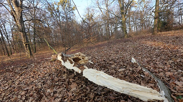 V Přerově a jeho místních částech bude nutné kvůli špatnému stavu pokácet stovky stromů. Největší problém je v místech, kde jsou stromy nejstarší, například v parku Michalov (na snímku).