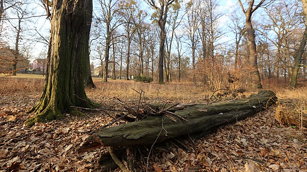 Tak vypadal přerovský park Michalov před sanačním kácením v předjaří 2022. Některé stromy už umíraly, další byly napadené jmelím.