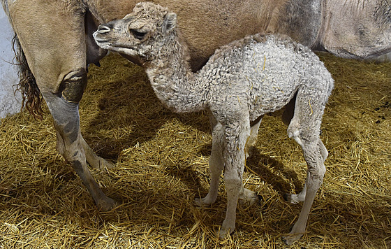 Ve vykovském zooparku se na zaátku bezna narodila samika velblouda...