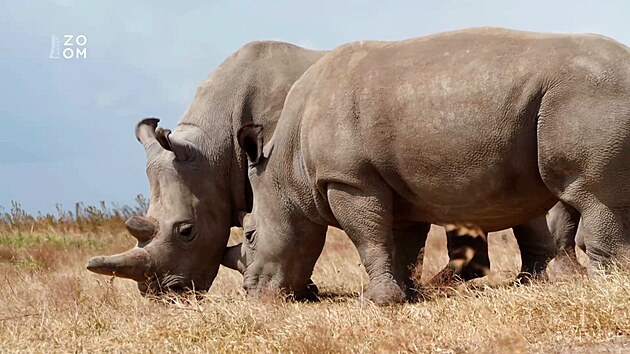 Strci se psy hldaj i dv samice nosoroc tuponosch severnch, Njin a Fatu, matku s dcerou, posledn dva ijc exemple tohoto poddruhu na svt.