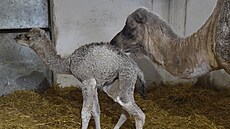 Ve vykovském zooparku se na zaátku bezna narodila samika velblouda...