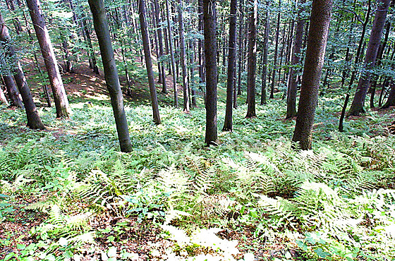 Pohled z nauné stezky do jedlo-bukového lesa pralesu Mioní.