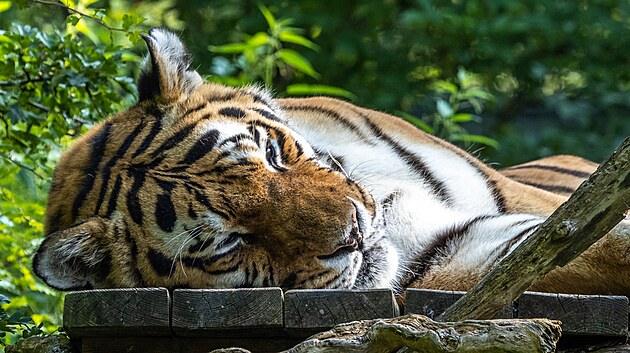 Tygr ussurijsk (Panthera tigris altaica), t znm jako tygr sibisk, amursk, altajsk, korejsk, mandusk nebo severonsk, je nejvt znmou kokovitou elmou,