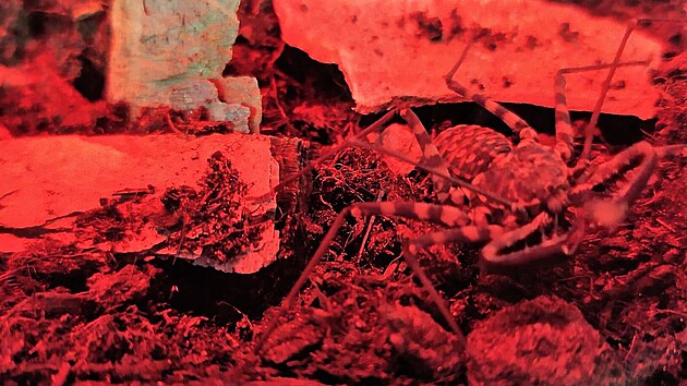 Bičovec čelenkový žije v jeskyních a loví za tmy.