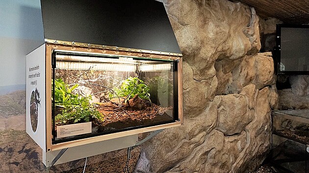 Nová terária najdou návštěvníci v pavilonu šelem.