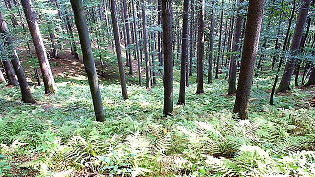 Pohled z naun stezky do jedlo-bukovho lesa pralesu Mion.