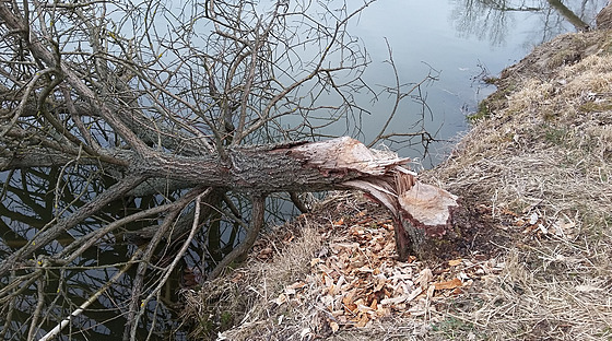 Bobr se od podzimu usadil na Honském rybníku na Broumovsku.