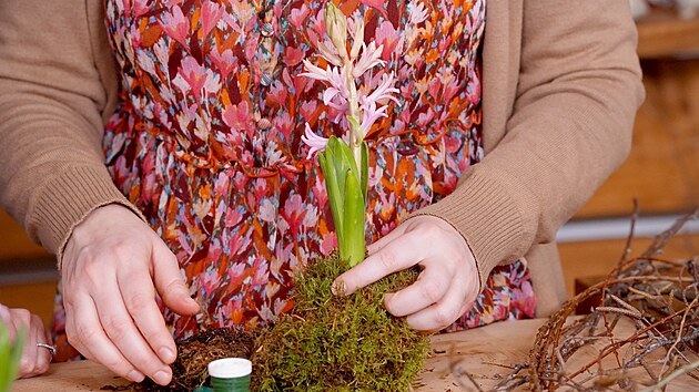 Jak vyrobte kokedamu s hyacintem? Cibuli hyacintu posadte doprosted vtho...